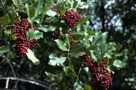 Biocontrol research on Brazilian peppertree in Florida discovers new cryptic species