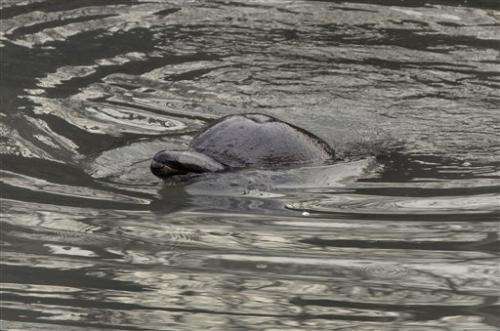 Biologist: Dolphin in NY canal was sickly and old
