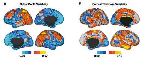 Brain research provides clues to what makes people think and behave differently
