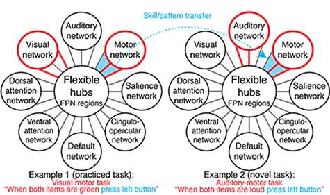 Brain's flexible hub network helps humans adapt: Switching stations route processing of novel cognitive tasks
