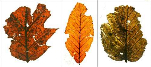 Buried leaves reveal precolonial eastern forests and guide stream restoration