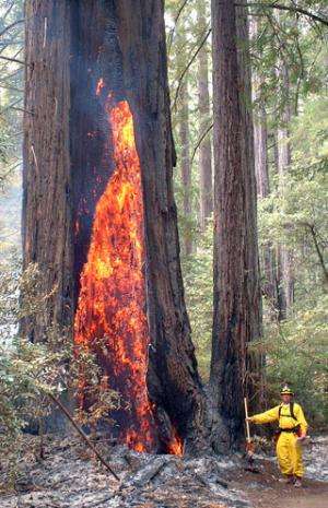California's iconic redwoods in danger from fire and infectious disease