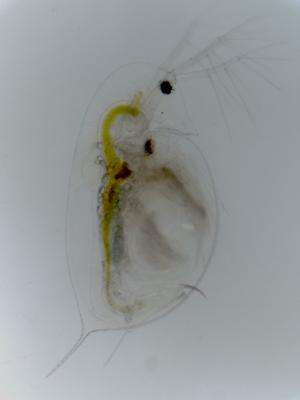 Can a tropical water flea invade European lakes?