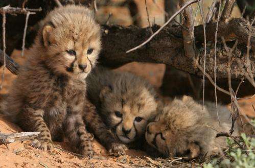 Can big cats co-exist? Study challenges lion threat to cheetah cubs
