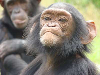 Chimpanzees are rational, not conformists