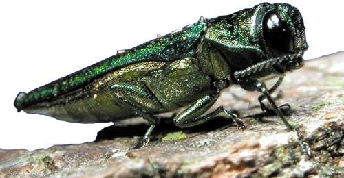 Chinese wasps are taking on the emerald ash borer