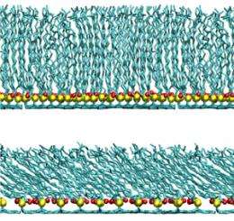 Computational study of human hair provides insights into structure of its poorly understood outer surface