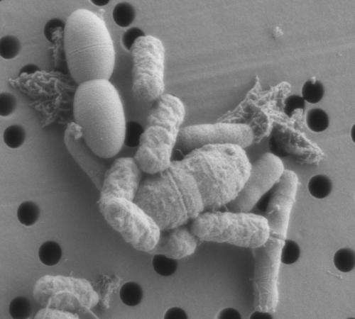 Contact killing of Salmonella by human faecal bacteria