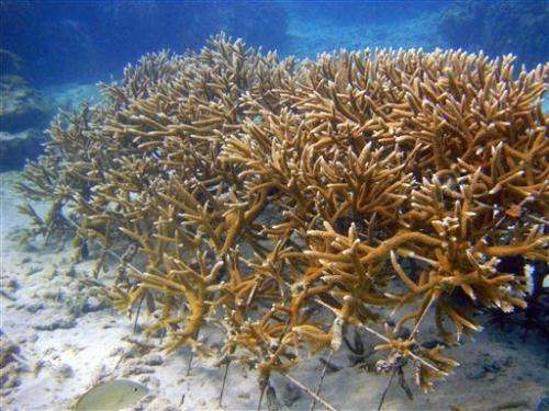 Coral comeback: Reef 'seeding' in the Caribbean