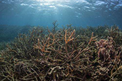 Coral reefs suffering, but collapse not inevitable, researchers say