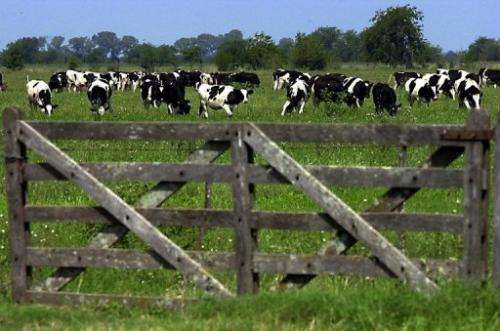 Cows stand in a field on March 14, 2001, in a province of Buenos Aires, Argentina