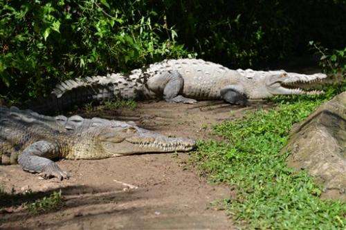 Crocodiles disappearing as dinner in Jamaica