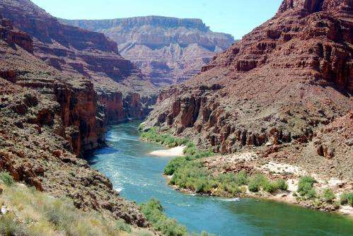 Dams destabilize river food webs: Lessons from the Grand Canyon