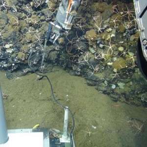 December Expedition to Explore Life in Hydrothermal Vent
