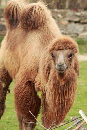 Decoding the genome of the camel