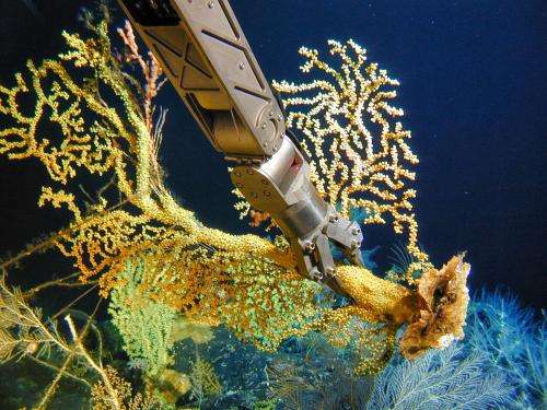 Deep-sea corals record dramatic long-term shift in Pacific Ocean ecosystem