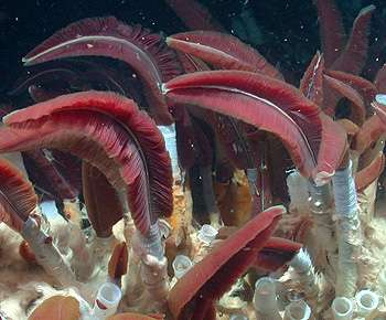 Deep-sea vent animals not as isolated as they seem