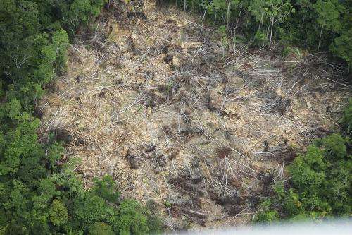 Deforestation rates in Brazil surge, after years of progress to slow forest loss