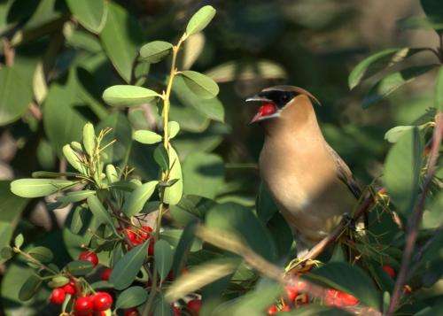 Devoted birders in Avifauna Project spotted 135 bird species in 2012