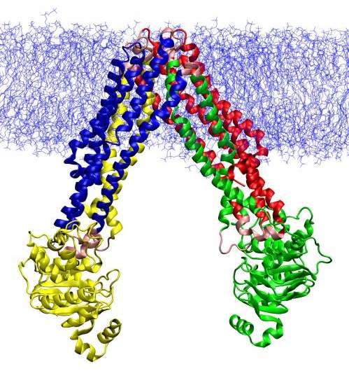 Difficult dance steps: Team learns how membrane transporter moves