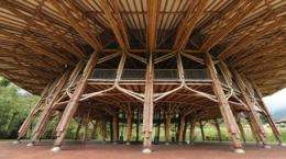 Discovering the architect of bamboo