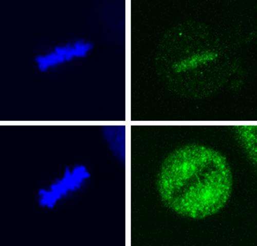 Discovery that specific protein modification important in cancer development