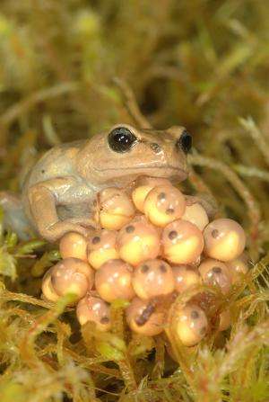 Disease, not climate change, fueling frog declines in the Andes, study finds