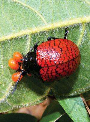 Do beetles have maternal instincts?