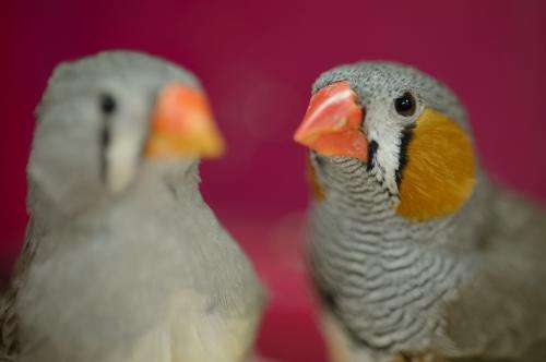 Do songbirds hold key to stuttering?