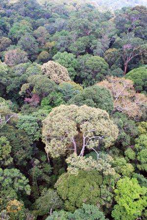 Drought makes Borneo's trees flower at the same time