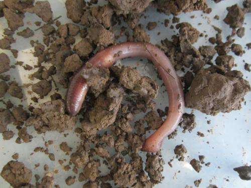 Earthworms could help scientists 'dig' into past climates