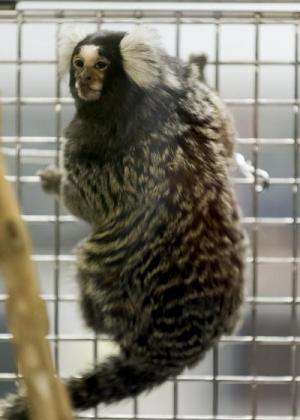 Eating solid food early sets marmosets on path to obesity