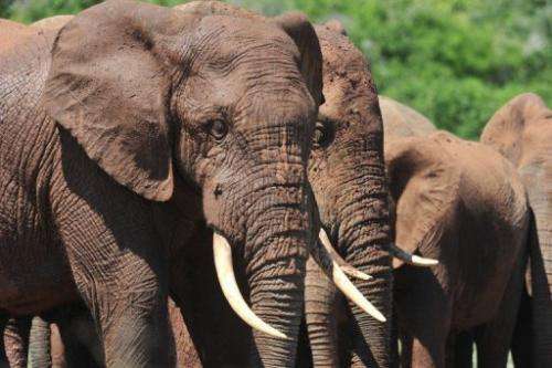 Elephants in the Addo Elephants Park near Port Elizabeth on February 9, 2013