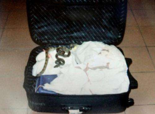 Endangered live boa constrictors are shown in a suitcase belonging to notorious wildlife trafficker Anson Wong in September 2010