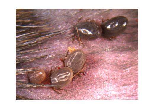 Essential factor for Lyme disease transmission identified
