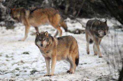 European grey wolves pictured in the Sainte-Croix animal park in Rhodes, eastern France on December 12, 2012