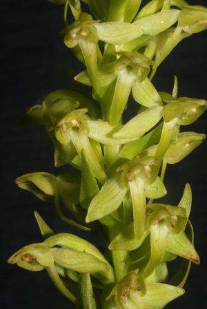 Europe's rarest orchid rediscovered on 'lost world' volcano in the Azores