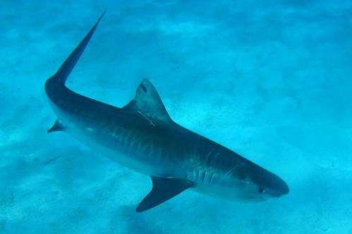 Female tiger sharks migrate from Northwestern to Main Hawaiian Islands during fall pupping season