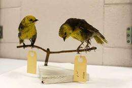 Fifth endemic NZ songbird family identified