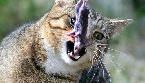 File picture. A campaign to eradicate New Zealand's cats to protect native wildlife has raised the hackles of pet lovers