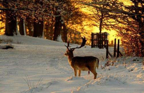 File picture shows a deer in Knole Park, southern England