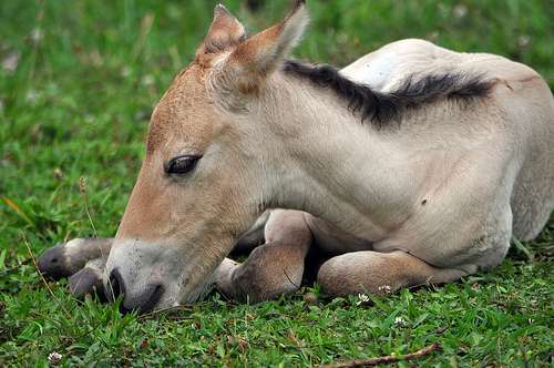First wild horse born from artificial insemination at Smithsonian Conservation Biology Institute