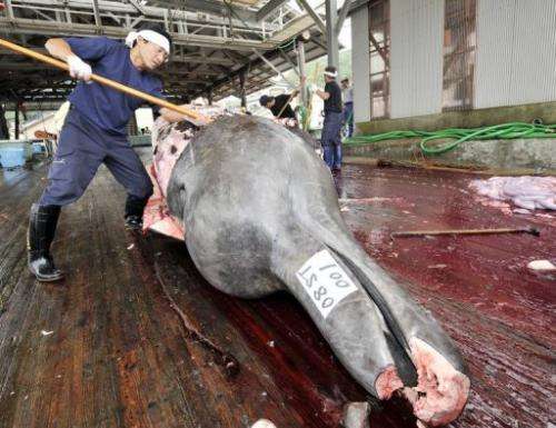 Fishermen slaughter a 10m-long bottlenose whale at the Wada port, Chiba prefecture, Japan in June 2008