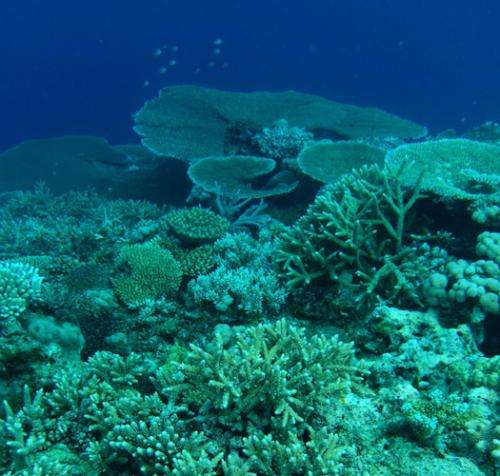 Fluorescent light revealed as gauge of coral health