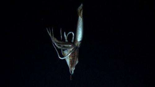 Footage captured by NHK and Discovery Channel in July 2012 shows a giant squid holding a bait squid in its arms