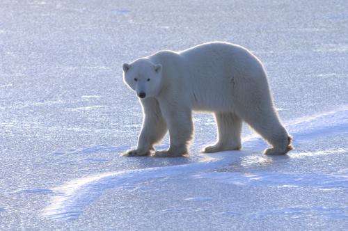 For polar bears, it's survival of the fattest