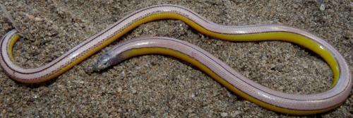 Four new species of ‘legless lizards’ discovered living on the edge