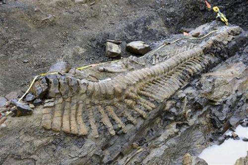 Full dinosaur tail excavated in northern Mexico