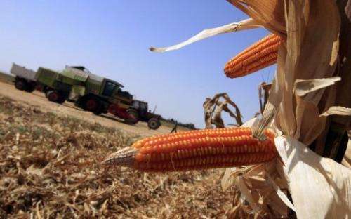 Genetically modified corn cobs are seen at a field, west of Cairo, on September 21, 2008