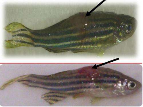 Genetic divergence between the fish pathogens